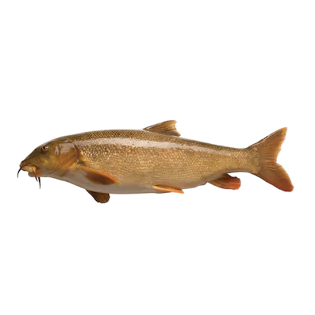 Barbo