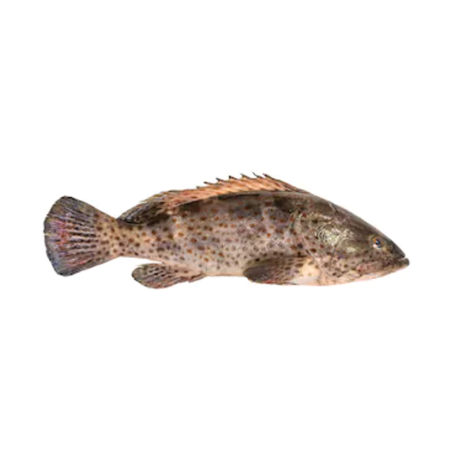 Garoupa